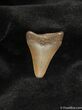 Small Megalodon Shark Tooth #567-1